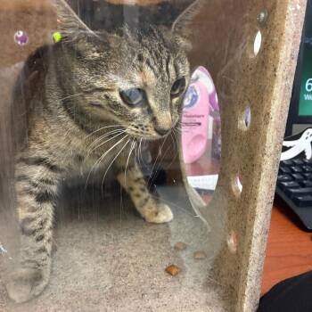 Quiet Storm -  Domestic Short Hair Cat for Adoption in Philadelphia, Pennsylvania - Quiet Storm | PetCurious