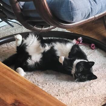 Rescue Domestic Short Hair Cats for Adoption in Fredericton, New Brunswick - Dolores & Milicent | PetCurious