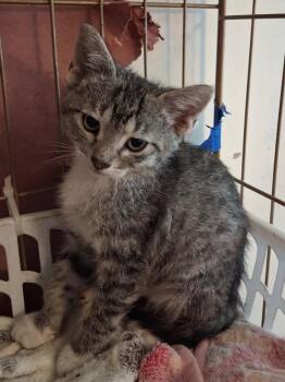 Buzz -  Domestic Short Hair Cat for Adoption in Ogden, Utah - Buzz | PetCurious