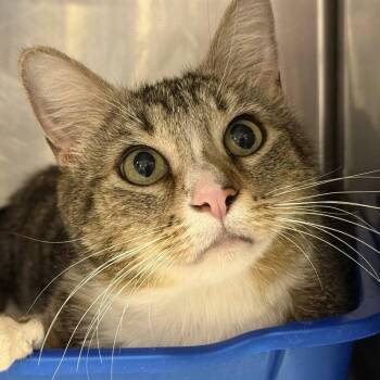 Vibe -  Domestic Short Hair Cat for Adoption in Tucson, Arizona - Vibe | PetCurious