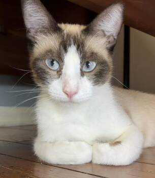 Sweet Face Momma -  Domestic Short Hair and Snowshoe Cat for Adoption in Little Rock, Arkansas - Sweet Face Momma | PetCurious