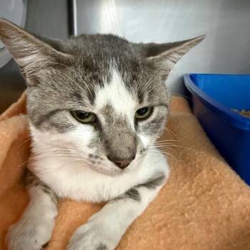 Galaxy -  Domestic Short Hair Cat for Adoption in Idaho Falls, Idaho - Galaxy | PetCurious