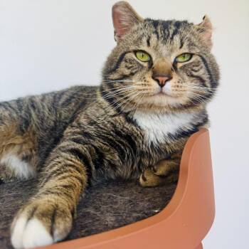 Domestic Short Hair Cats Available for Adoption - Sir Von Crumples | PetCurious