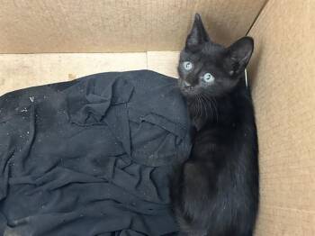 VULPIX -  Domestic Short Hair Cat Available for Adoption in Ocala, Florida - VULPIX | PetCurious