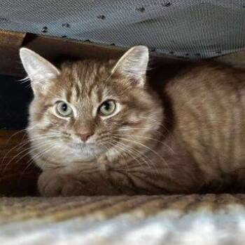 Damon Salvatore -  Domestic Long Hair Cat for Adoption in Tipp City, Ohio - Damon Salvatore | PetCurious