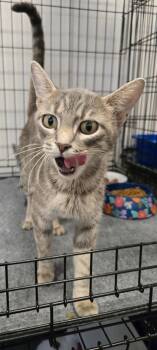 Rescue Domestic Short Hair Cats for Adoption in Murphysboro, Illinois - Patti | PetCurious