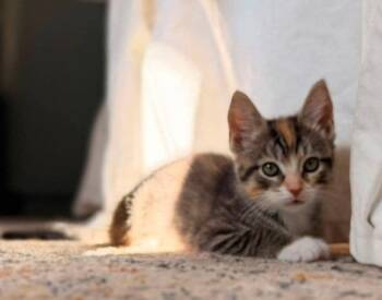 Samoa -  Calico and Torbie Cat for Adoption in Knoxville, Tennessee - Samoa | PetCurious