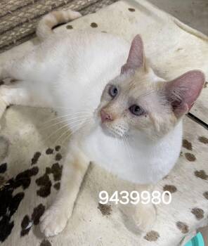 9439980 -  Siamese Cat for Adoption in Lee