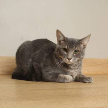 Picante C71490 -  Domestic Short Hair Cat for Adoption in Minnetonka, Minnesota - Picante C71490 | PetCurious