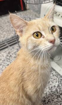 Margo -  Domestic Short Hair Cat for Adoption in West Chester, Pennsylvania - Margo | PetCurious