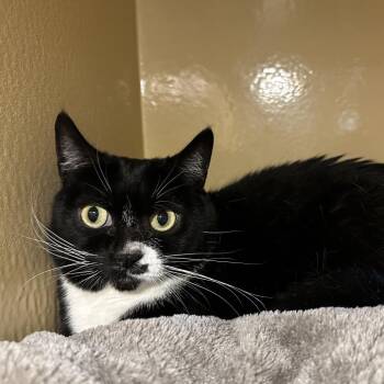 Domestic Short Hair Cats Available for Adoption - Patches | PetCurious