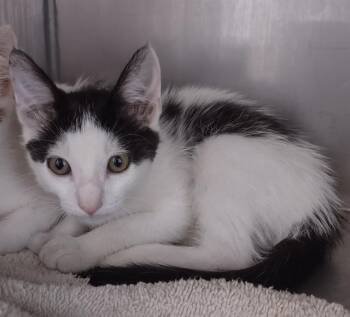 LAGUNA* -  Domestic Short Hair Cat for Adoption in Santa Cruz, California - LAGUNA* | PetCurious