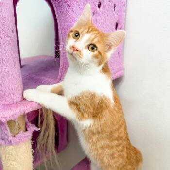 Domestic Short Hair Cats Available for Adoption - Pilot | PetCurious