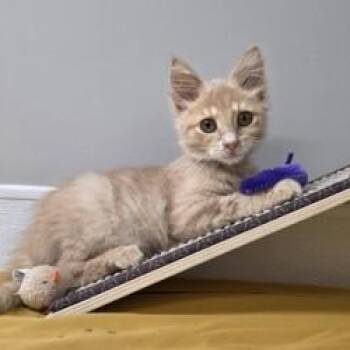 Bopit -  Domestic Medium Hair Cat for Adoption in Shepherdsville, Kentucky - Bopit | PetCurious