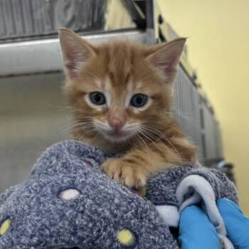 Yogi -  Domestic Short Hair Cat Available for Adoption in West Palm Beach, Florida - Yogi | PetCurious