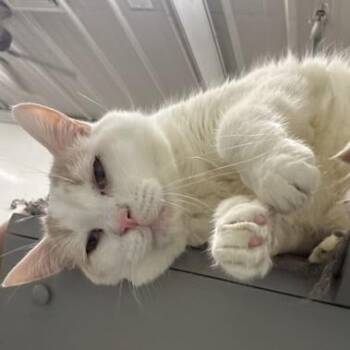 Samson -  Domestic Short Hair Cat for Adoption in Phoenixville, Pennsylvania - Samson | PetCurious