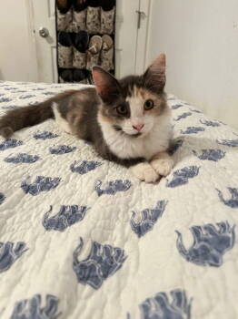 Rescue Domestic Long Hair Cats for Adoption in San Jose, California - Tulip (Courtesy Posts) | PetCurious