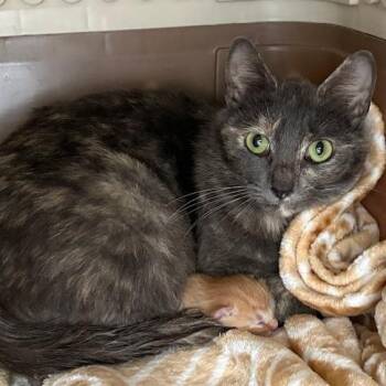 Domestic Short Hair Cats Available for Adoption in Kanab, Utah - Rivulet | PetCurious