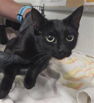ZAMERRA -  Domestic Short Hair Cat for Adoption in Camarillo, California - ZAMERRA | PetCurious