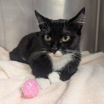 Taylor Tuxie -  Domestic Short Hair Cat for Adoption in Springfield, Illinois - Taylor Tuxie | PetCurious