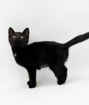 Buffy 3 Feet -  Domestic Short Hair Cat for Adoption in Bowling Green, Kentucky - Buffy 3 Feet | PetCurious