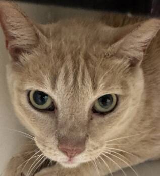 Rescue Domestic Short Hair Cats for Adoption in Houston, Texas - Spurs | PetCurious