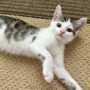 Domestic Short Hair Cats Available for Adoption in Peachtree City, Georgia - Scooby | PetCurious