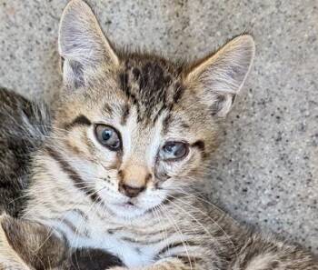 Matcha -  Domestic Short Hair Cat for Adoption in Daytona Beach, Florida - Matcha | PetCurious