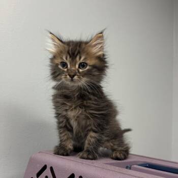 Water Gun 9871 -  Domestic Short Hair Cat for Adoption in Columbus, Georgia - Water Gun 9871 | PetCurious