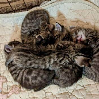Fatima -  Domestic Short Hair Cat for Adoption in Williston, Florida - Fatima | PetCurious