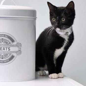 Malibu -  Domestic Short Hair Cat for Adoption in Syosset, New York - Malibu | PetCurious