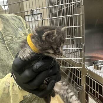 PTO(yellow) -  Domestic Short Hair Cat for Adoption in Winston-salem, North Carolina - PTO(yellow) | PetCurious