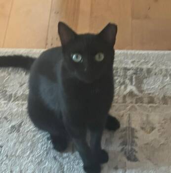 Starsky -  American Shorthair Cat for Adoption in Charlotte, North Carolina - Starsky | PetCurious