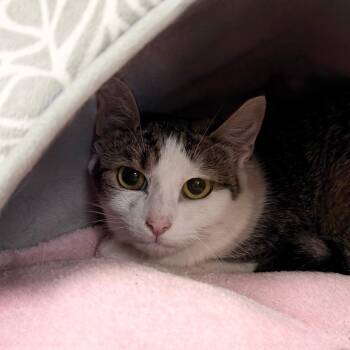 Tres Leches -  Domestic Short Hair Cat for Adoption in State College, Pennsylvania - Tres Leches | PetCurious