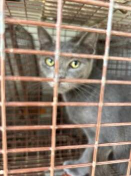 A659889 -  Domestic Short Hair Cat for Adoption in Houston, Texas - A659889 | PetCurious