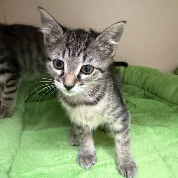 Squeaky Clean -  Domestic Short Hair Cat for Adoption in Cooperstown, New York - Squeaky Clean | PetCurious