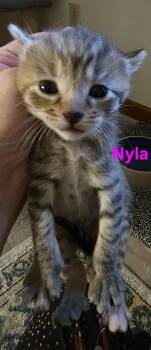 Domestic Short Hair Cats Available for Adoption - Nyla | PetCurious