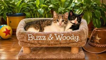 Woody *kitten* -  Domestic Short Hair Cat Available for Adoption in Culpeper, Virginia - Woody *kitten* | PetCurious
