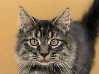 Beck -  Domestic Medium Hair Cat for Adoption in Portland, Oregon - Beck | PetCurious