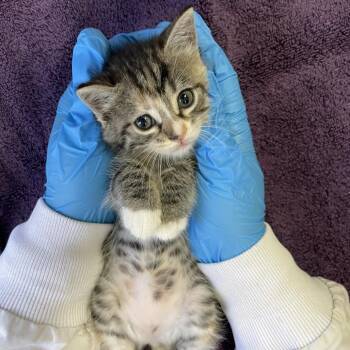 Domestic Short Hair Cats Available for Adoption in Los Angeles, California - Wiggle Worm | PetCurious