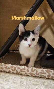 Marshmellow Shewman (affectionate kitten and brother to Cinder) -  Domestic Short Hair Cat for Adoption in Stowe, Pennsylvania - Marshmellow Shewman (affectionate Kitten And Brother To Cinder) | PetCurious