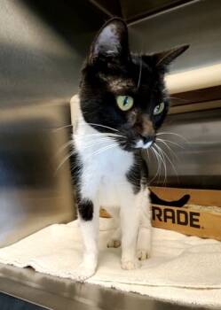 Rescue Domestic Short Hair Cats for Adoption in Fallston, Maryland - Mellow | PetCurious