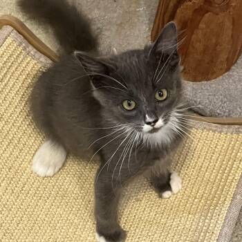 Rescue Domestic Short Hair Cats for Adoption in Los Angeles, California - Polly | PetCurious