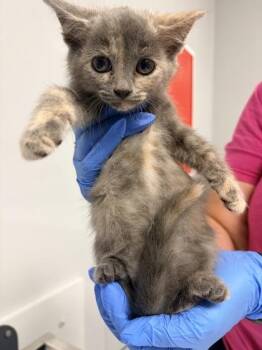04340B Ranch Adoption Ambassador -  Domestic Short Hair Cat for Adoption in North Charleston, South Carolina - 04340B Ranch Adoption Ambassador | PetCurious