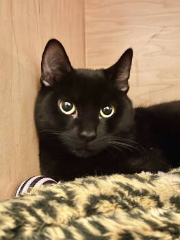 Rescue Domestic Short Hair Cats for Adoption in Oakland, California - Darwin (bonded With Rorschach) | PetCurious