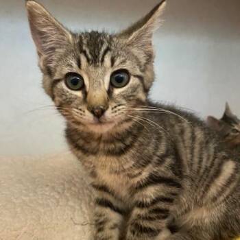 Ethel -  Domestic Short Hair Cat for Adoption in Dayton, Ohio - Ethel | PetCurious