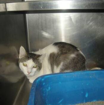 Domestic Short Hair Cats Available for Adoption in Gallatin, Tennessee - Oden | PetCurious