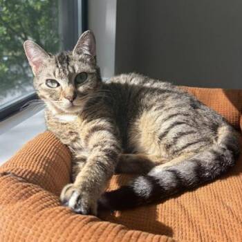 Big Tabby -  Domestic Short Hair Cat Available for Adoption in Atlanta, Georgia - Big Tabby | PetCurious