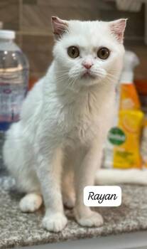 Rayan -  Scottish Fold Cat for Adoption in San Jacinto, California - Rayan | PetCurious