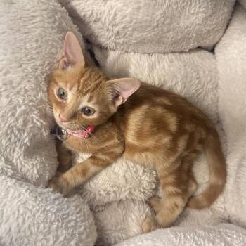 NCR9104 Hokkaido -  Domestic Short Hair Cat for Adoption in Port Washington, New York - NCR9104 Hokkaido | PetCurious